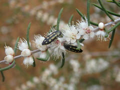 Castiarina crocicolor