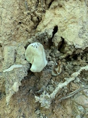 Calvatia craniiformis