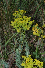 Euphorbia seguieriana