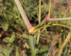 Peucedanum officinale