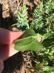 Smilax bona-nox