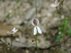 Stylidium petiolare
