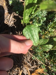 Smilax bona-nox