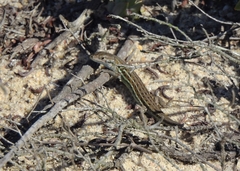 Psammodromus occidentalis