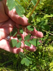 Thalictrum pubescens