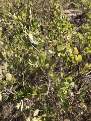 Symphoricarpos occidentalis