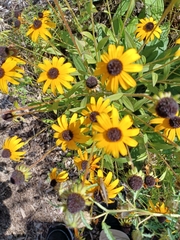Rudbeckia hirta