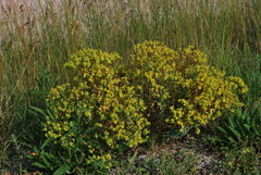 Euphorbia seguieriana