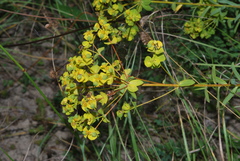 Euphorbia seguieriana