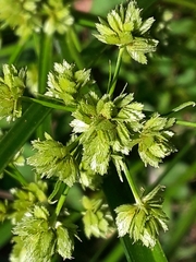 Cyperus virens