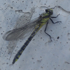 Gomphus vulgatissimus