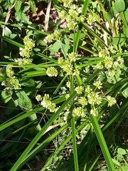 Cyperus virens