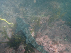 Triakis semifasciata
