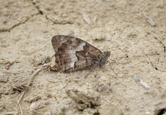 Hipparchia pellucida