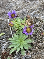 Erigeron glaucus