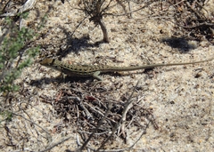 Psammodromus occidentalis