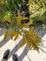 Solidago