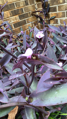 Tradescantia pallida