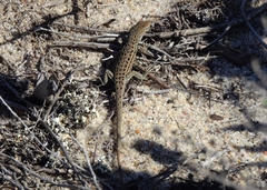 Psammodromus occidentalis