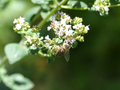 Apis mellifera