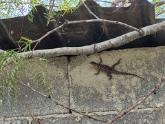 Sceloporus cyanogenys