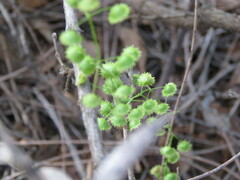 Drosera macrantha