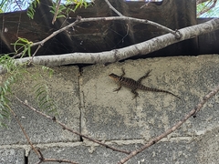 Sceloporus cyanogenys