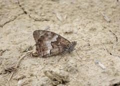 Hipparchia pellucida