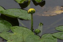 Nuphar