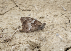 Hipparchia pellucida