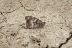 Hipparchia pellucida