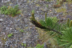 Herpotrichia juniperi