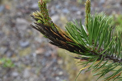 Herpotrichia juniperi