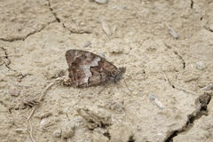Hipparchia pellucida
