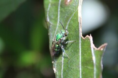 Pseudaugochlora