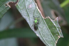 Pseudaugochlora