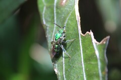 Pseudaugochlora