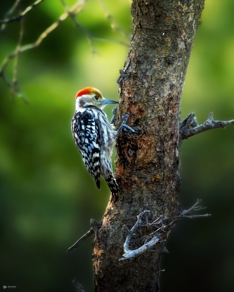 Yellow-crowned Woodpecker photo