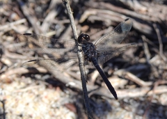 Diplacodes lefebvrii