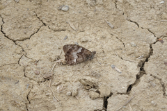 Hipparchia pellucida