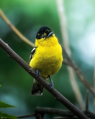 Aegithina nigrolutea