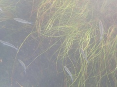 Atheriniformes