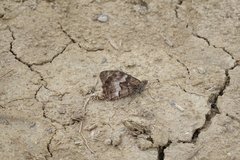 Hipparchia pellucida