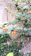 Cotoneaster simonsii