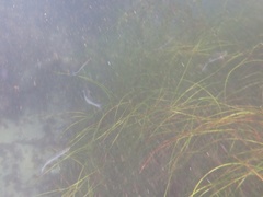 Atheriniformes