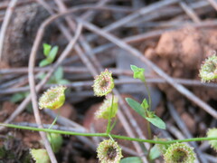 Drosera macrantha