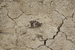 Hipparchia pellucida