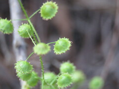 Drosera macrantha