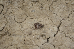 Hipparchia pellucida