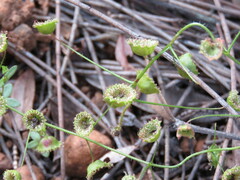 Drosera macrantha